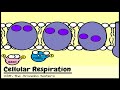 (OLD VIDEO) Cellular Respiration and the Mighty Mitochondria