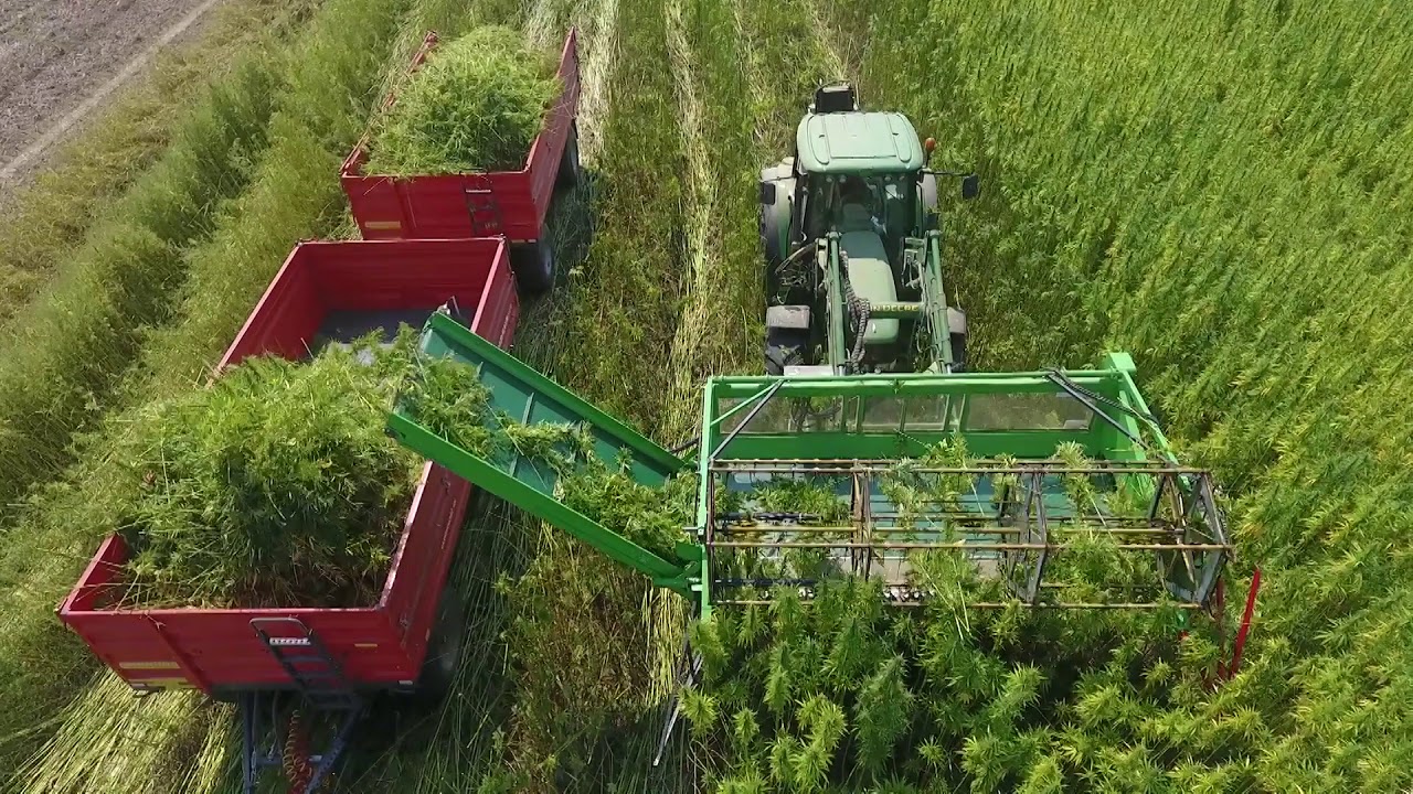 DAM d.o.o. berba industrijske konoplje 2019