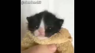 Gato Gritando Nooooo