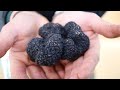 Truffle farming in australia how this couple make a living off 760 trees