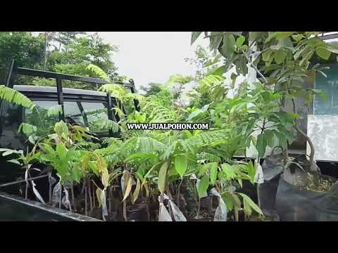 Jaminan Tumbuh – Bibit Jambu Air Citra Unggul (Proses Kirim)