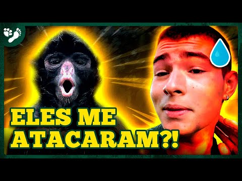 Vídeo: Qual é o tamanho de um macaco-aranha de bochechas brancas?