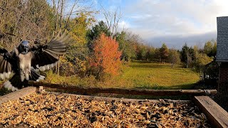 blue jay