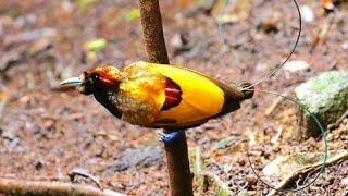 Bird-of-Paradise Magnificent (Cicinnurus magnificus)