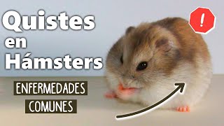 Quistes en hámster hembra y macho 🐹 ¿Cómo saber si mi hámster tiene quistes? ENFERMEDADES EN HAMSTER by Pequeños Roedores 672 views 1 month ago 3 minutes, 42 seconds