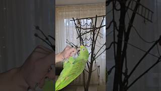 Сталкивались с такой проблемой? #амазон #попугай #parrot #comedy #lol #домашниеживотные #популярное