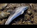 Friends rescue stranded baby dolphin from rocky shoreline in Spain | SWNS
