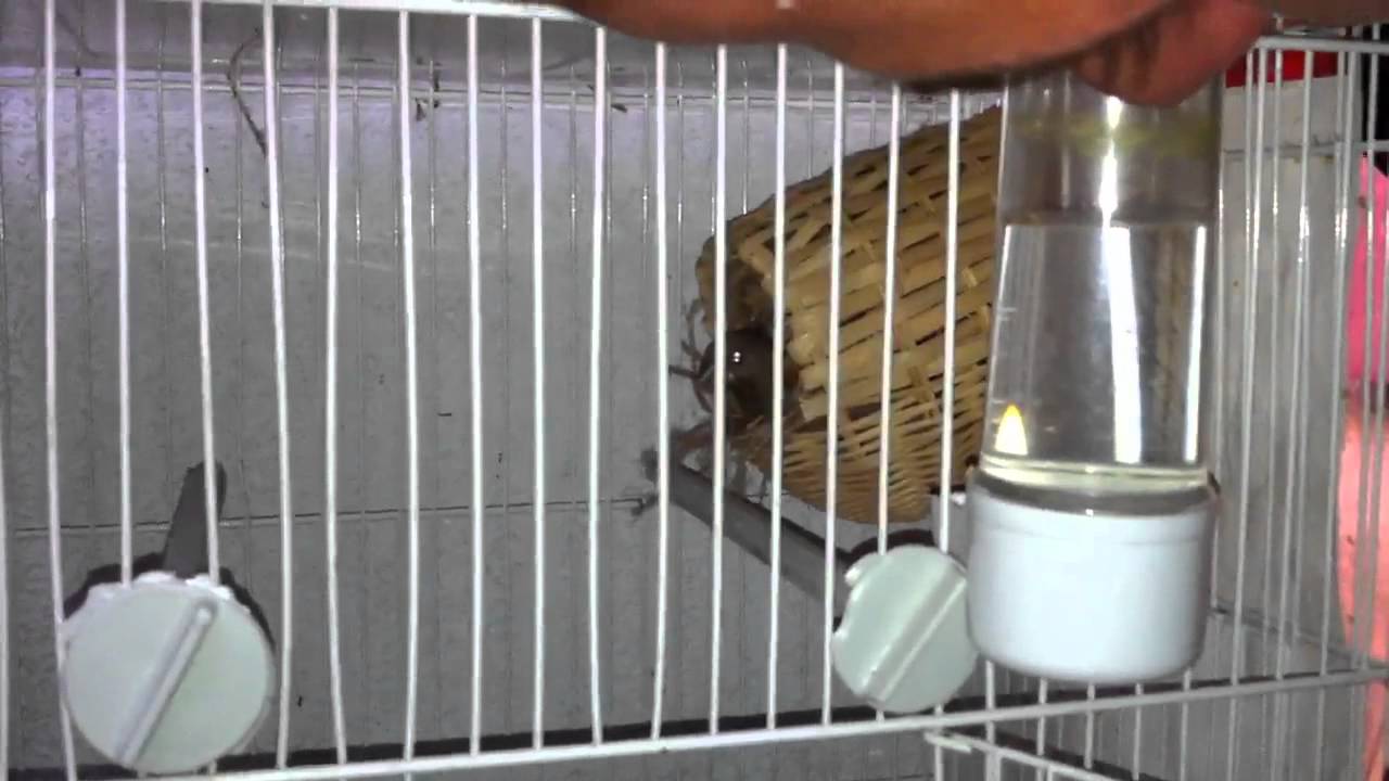 Gouldian Finch Üretimim 2. 04.08.2012