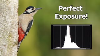 How to Photograph Great Spotted Woodpeckers - Tutorial From a Bird Hide