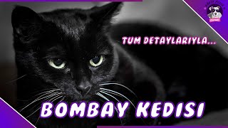 Bombay Kedisi(MİNYATÜR SİYAH LEOPAR GÖRÜNÜMLÜ KEDİ)