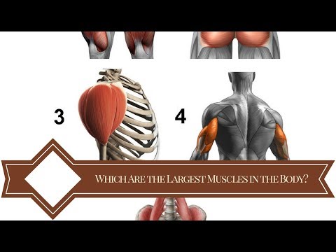 🔝Which Are the Largest Muscles in the Body?