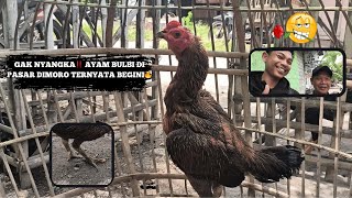 Gak Nyangka‼️ Ayam Bulbi di Pasar Dimoro Ternyata Begini🔥