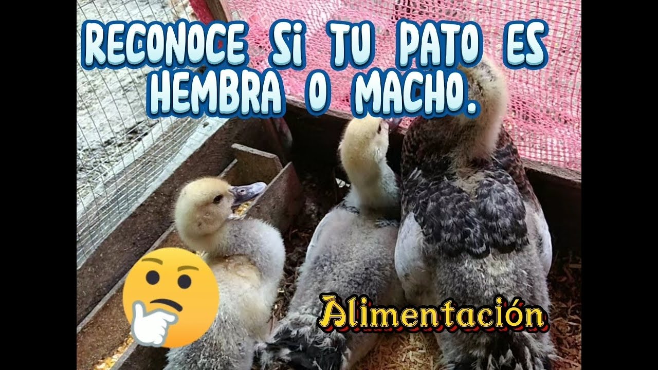 Crecimiento de mis PATOS + ¿Como reconocer si nuestros patos 🦆 son HEMBRAS O MACHOS? + Alimentacion