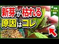 【ブルーベリー】新芽が黒く枯れる原因｜害虫・高温障害・薬害かも？【視聴者Q&A】
