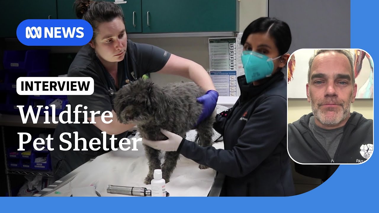 Pasadena pet shelter takes in hundreds of animals amid LA fires | ABC NEWS