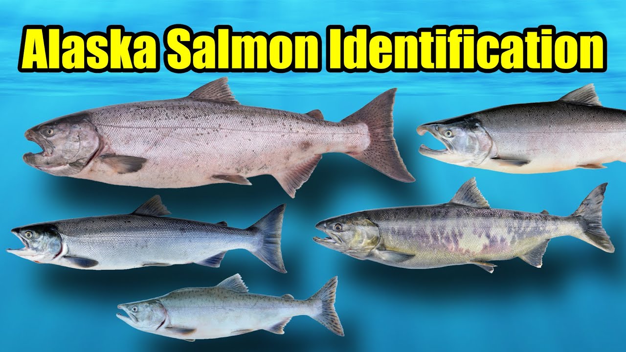 Alaska Salmon Identification - Alaska Fishin 