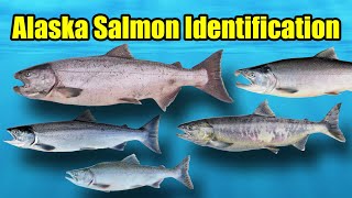 Alaska Salmon Identification  Alaska Fishin