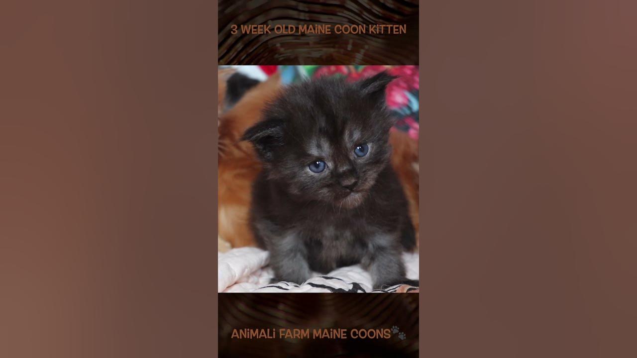 3 Week Old Maine Coon Kitten mainecooncatlovers catbreed YouTube 3-week-old-maine-coon-kitten-mainecooncatlovers-catbreed-youtube
