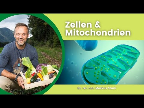 Video: Was sind einige Beispiele für Mitochondrien?