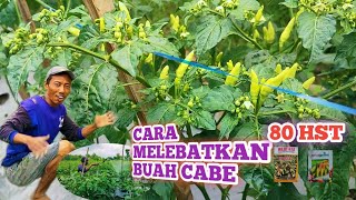 CARA MELEBATKAN BUAH CABE RAWIT