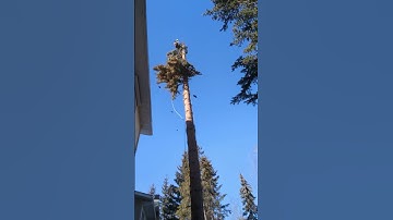 Female Arborist rigging Spruce top in tight space.#femaleclimbers #arborist #treework #rigging
