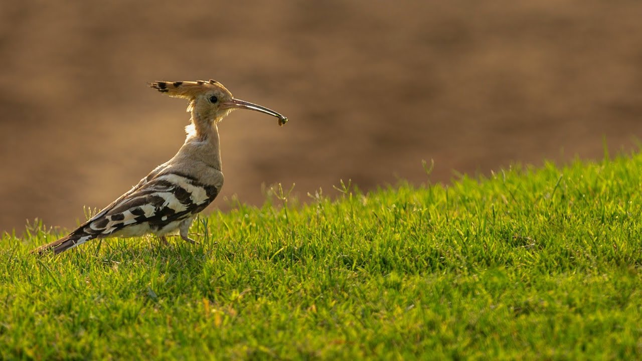 Hoopoe Bird Animal Avian || 4K Resolution Video (CuteBabyAnimals)
