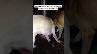 Celebrity No food no life, Donate today to get tomorrow food for our dogs Profile
