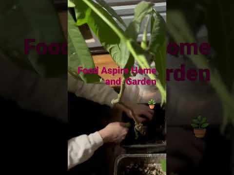 Money tree 🌳 repotting full version on Food Aspire Home and Garden on Wens 3/22/2023