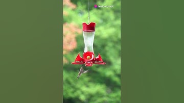 The Amazing Hummingbird: Nature