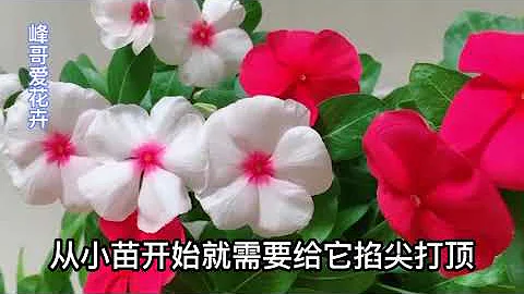长春花养护有秘诀！这样做一年四季每天都有花看，长势好花量大 - 天天要闻