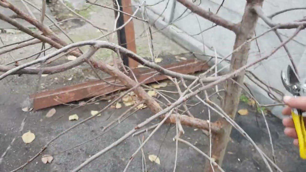 Як обрізати Вишню