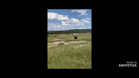 woman falls to the ground while being chased by 1 bison
