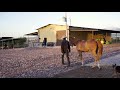 Rancho Los Sementales Beefmaster (Video Promocional)