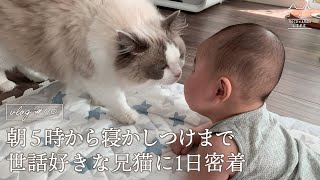 【ルーティン】赤ちゃんを見守る兄猫の日常｜ラグドール猫 #110