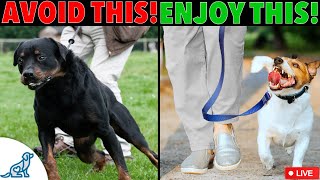 FIX Your Leash Walking Training!  LIVE Subscriber Q&A