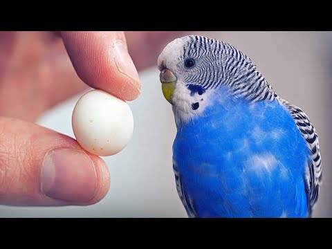 Video: Kako papagaji polažu jaja?