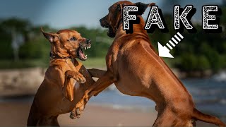 How Do Rhodesian Ridgebacks Get Their Ridge? by Marking Our Territory 30,603 views 4 years ago 3 minutes, 50 seconds