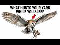 What the Birds in Your Yard Do the Second You Fall Asleep (You Won't Believe This)