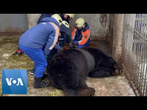 Bear Trapped in Car Tire Freed in Russia