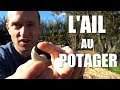 L'ail au potager