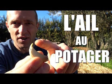 Vidéo: Comment et quoi nourrir l'ail au printemps