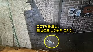 CCTV를 보니 집 밖으로 사라져버린 고양이.. (고양이탐정)