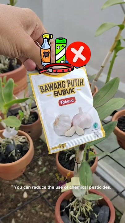 Ayo Kurangi Penggunaan Obat Kimia, Untuk Kesehatan Anggrek 🌱☺️#shorts #orchids