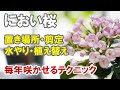 におい桜（ルクリア）の育て方　置き場所　剪定　水やり　植え替え