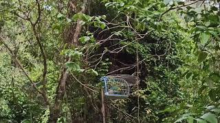 Pikat hijau Sami baru vs burung hutan power tapau