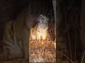 Вот это красота&quot;: очевидцы засняли тигра в лесу под Находкой