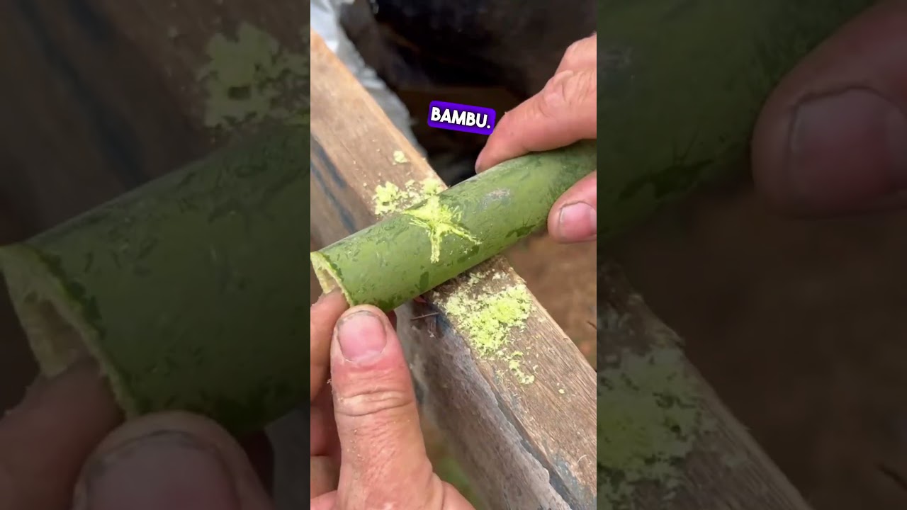 O segredo para conseguir pregar bambu sem lascar ele todo 