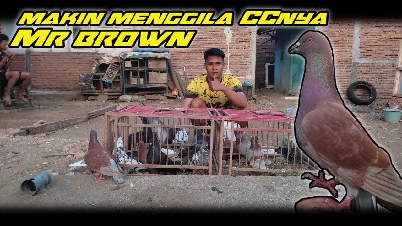 AKSI MERPATI MR.BROWN TINGGI FULL NITIK ADU CC SAMA RAMBO - YouTube