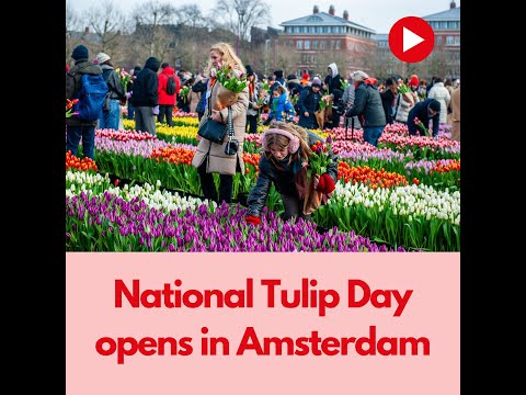 National Tulip Day opens in Amsterdam