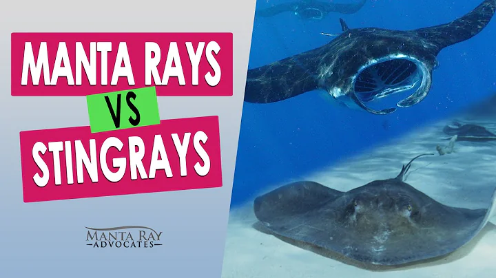 Manta Ray vs Stingray - comparison between the Big Island rays of Hawaii.